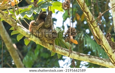 Three toed or three fingered sloth with baby in Puerto Viejo sitting on a branch soaking in the sun