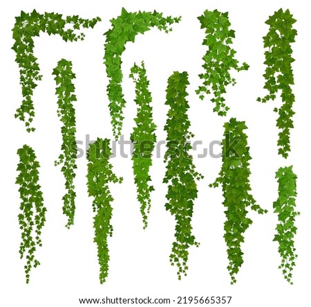 Vertical isolated ivy lianas, cartoon vector set of green vines with leaves corners, frames or borders. Climbing hedera creeper plant foliage. Tendril branches anf ivy lianas Royalty-Free Stock Photo #2195665357