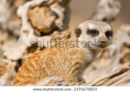 Meerkat looks at the camera. The meerkat stands on its hind legs. The meerkat sitting. Cute animal in nature. Small animal in the wild nature. Small mammal suricate suricata