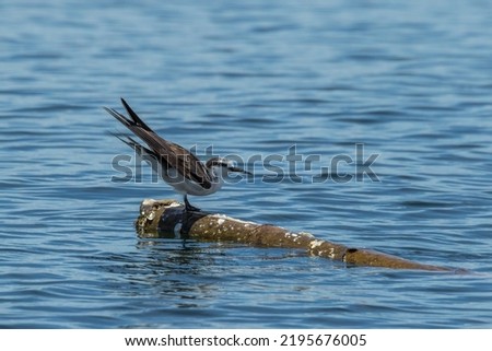 The attractive immature Bridled Tern Onychoprion anaethetus perched on a flotsam Royalty-Free Stock Photo #2195676005