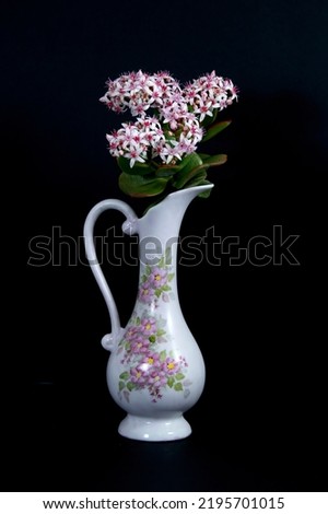 White and brown Jade Plant flowers in a prety decorative ceramic vase isolated on a black coloured background. Wall art and decoration image.