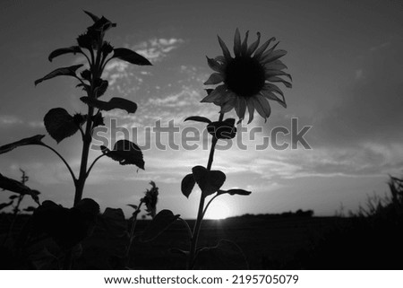 Sunflower on the field in a village, black and white picture  on a sunset  at summer in countryside.