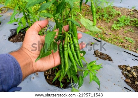 Chili in an organic garden, Green chilli plant