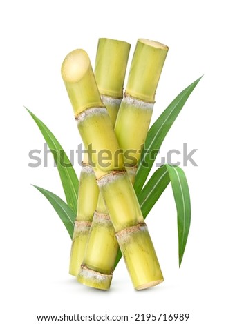 Fresh sugar cane with leaves  isolated on white background. Clipping path. Royalty-Free Stock Photo #2195716989