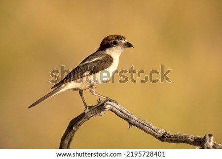 Adult female Woodchat shrike on a branch in a Mediterranean forest with the first light of the day Royalty-Free Stock Photo #2195728401
