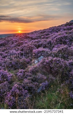 Stunning late Summer sunrise in Peak District over fields of heather in full bloom around Higger Tor and Burbage Edge Royalty-Free Stock Photo #2195737341