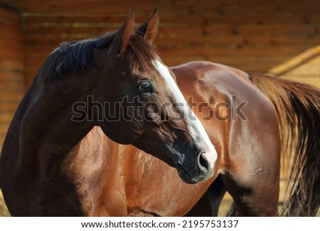 Thoroughbrd horse portrait in summer ranch paddock Royalty-Free Stock Photo #2195753137