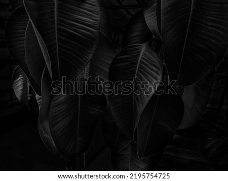 Close up of Green leaf texture Nature background