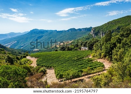 Mountain landscape with the cultivation of vineyards for the production of wine, Sardinia, Italy. Traditional agriculture. Vertical video. Royalty-Free Stock Photo #2195764797