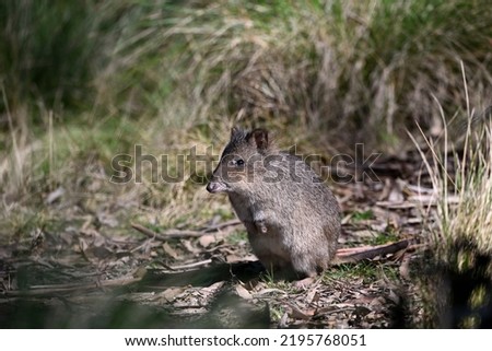A wild Long-nosed Potoroo (Scientific name: Potorous tridactylus) standing out in the open at Tidbinbilla Nature Reserve near Canberra. Royalty-Free Stock Photo #2195768051