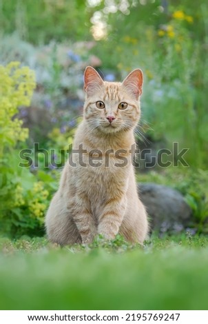 
Cute young ginger coloured tabby cat, European Shorthair, sitting on green grass in a flowery garden and watching curiously Royalty-Free Stock Photo #2195769247