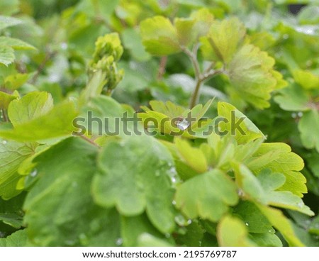 Green columbine leaves with droplets after rain. Aquilegia vulgaris