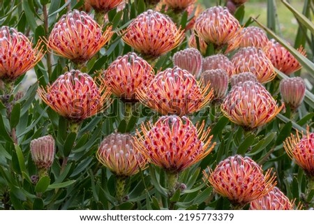 Protea Plant in flower, Royal Botanic Garden Sydney Australia Royalty-Free Stock Photo #2195773379