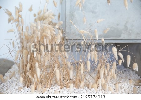 Natural dried hare's tail grass bouquet on white background. Minimal decoration concept.