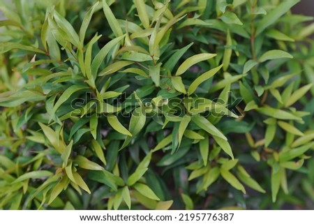 Bushes of leaves for background. Green and nature concept