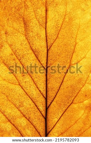 Macro photo of autumn yellow orange elderberry leaf natural texture as organic background. Fall colored leaves texture close up veins, autumnal foliage, beauty of nature. Botanical design screensaver