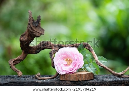Damask rose flower on nature background.