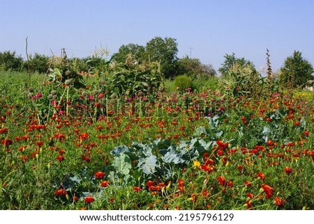 A view of a kitchen garden in a Ukrainian village on a sunny day in late summer. 