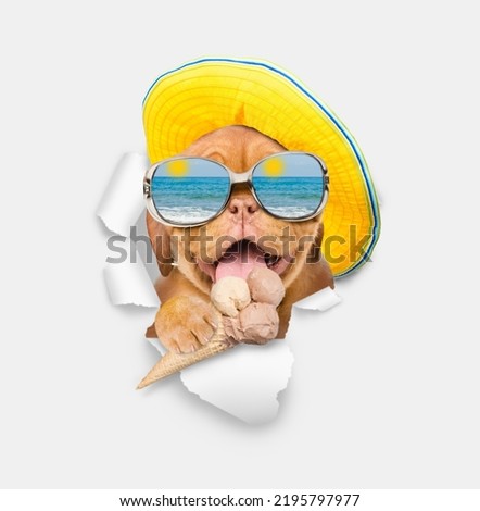 Happy mastiff puppy wearing mirrored sunglasses and summer hat eats ice cream and looks through a hole in white paper. Empty free space for mock up, banner