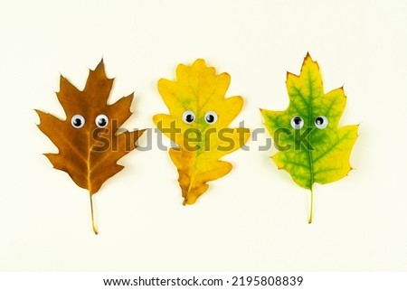 Autumn fallen wooden leaves with funny faces. Maple leaves, solitary leaf with cartoon character on white background, different colors. Abstract image of bright yellow, green, brown forest leave.