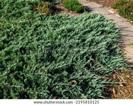 Close-up of Creeping juniper (Juniperus horizontalis) 'Douglasii'. Low spreading shrub and a stunning ground cover. Bluest of the cultivars, turning gray in winter Royalty-Free Stock Photo #2195810125