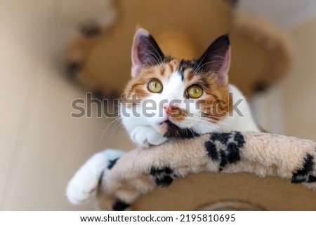 Beautiful domestic tricolor cat with yellow (amber) eyes sits on a cat climbing frame indoors and looks away. Close-up. Royalty-Free Stock Photo #2195810695