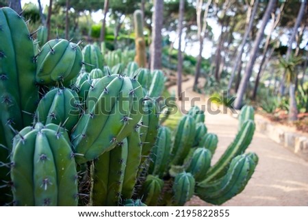Elongated cactus in natural park of the Costa Brava