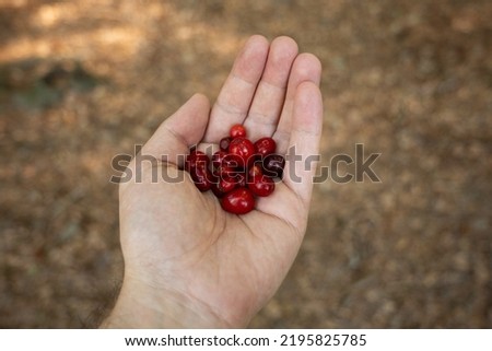 Fresh ripe red forest berries held in man's palm. Close up shot, shallow depth of field, unrecognizable people.