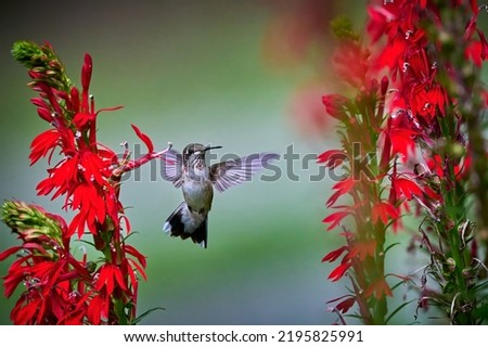 Juvenile male Ruby-throated Hummingbird (rchilochus colubris) feeding on a cardinal flower (Lobelia cardinalis). Royalty-Free Stock Photo #2195825991