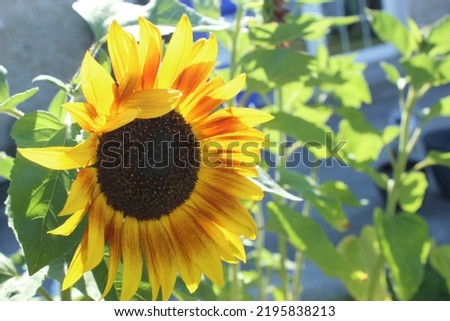 Beautiful sunflowers in full bloom 