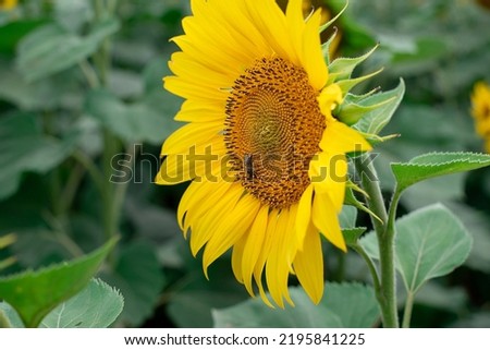 Yellow sunflowers grow in the field. Agricultural crops flowering in summer
