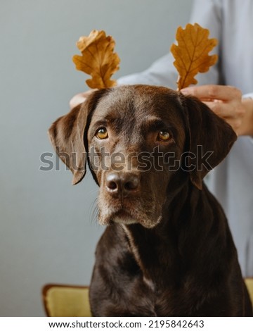 labrador retriever dog with horns made of autumn leaves on its head. funny and cute dog in a Halloween or Christmas costume. friendship and love for animals, a woman holds funny horns over the dog's