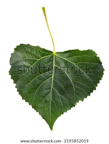 Black poplar leaf isolated on white background Royalty-Free Stock Photo #2195852019