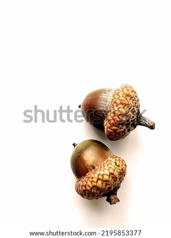 Acorns. Two fallen acorns. Photo on a white background.