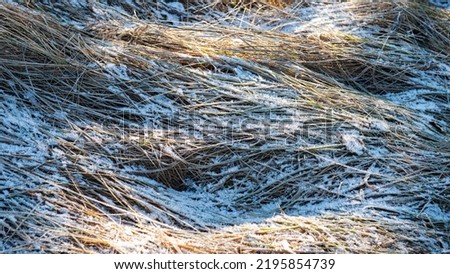 Dry grass covered with snow. Winter. Web banner.