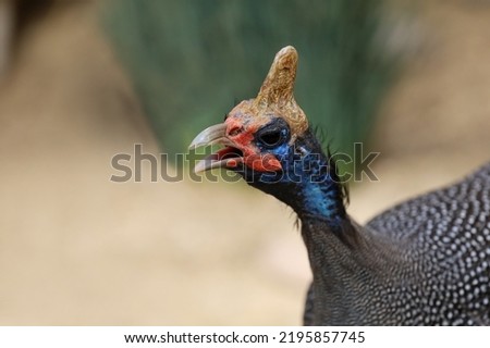 Close-up view of a helmeted guineafowl's head with depth of field background.