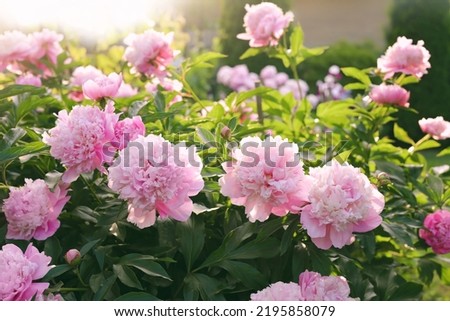 Blooming peony plant with beautiful pink flowers outdoors on sunny day Royalty-Free Stock Photo #2195858079