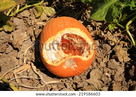 A pumpkin growing in a field shows signs of being eaten by some little creature, perhaps a field mouse, birds, rats, opossums or any type of animal that likes pumpkin.