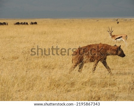 Springbok and Hyena in the Ngorongoro Crater