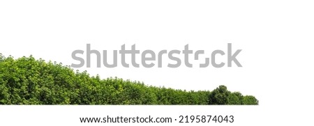 Green Trees isolated on white background. are Forest and foliage in summer for both printing and web pages with cut path and alpha channel
 Royalty-Free Stock Photo #2195874043