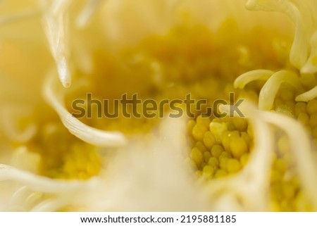 Macro photo of yellow aster. Blur and selective focus. Extreme flowers close-up. Blurred foreground 