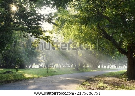 The empty road in the garden in the morning, with a beam of sunlight shining through the mist, is a beautiful natural beauty.