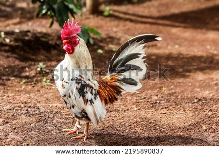 Bantam Chicken (Gallus gallus domesticus) is classified as the Aves class, Galliformes Order, Family Phasianidae. Characteristics of chickens have mini stature, small posture and dwarf growth. Royalty-Free Stock Photo #2195890837