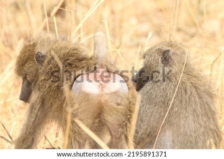Baboon infant with his mother
