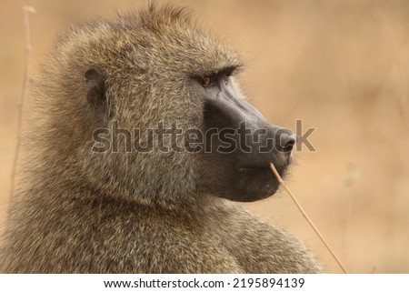 Wild adult baboon portrait on Africa