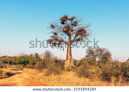 Baobab tree covered in bird nest in the wild