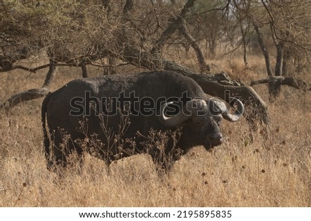 Close up picture of a wild male African buffalo