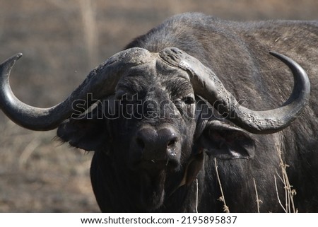 Close up picture of a wild male African buffalo