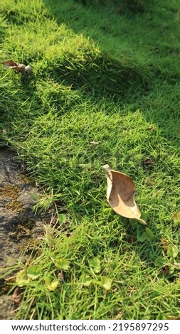 Dried leaf fall on the lush grass japan ( rumput jepang ). Autumn background, concept, copy space.

￼


