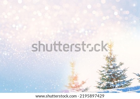 Frozen winter forest with snow covered trees. outdoor. New Year’s Eve